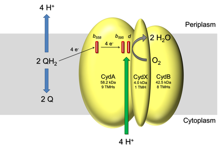 Model of the Cytochrome bd Ubiquinol Oxidase from E. coli