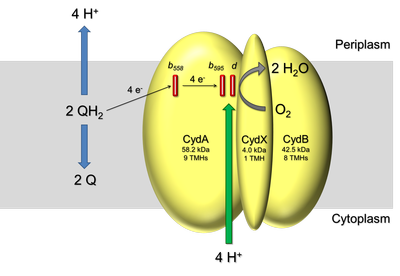 Model of the Cytochrome bd Ubiquinol Oxidase from E. coli